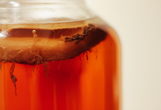 kombucha inox svoboda
